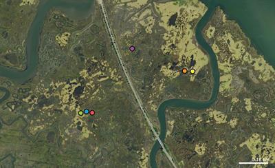 Sea level rise-induced habitat loss does not alter effective migration rate for the salt marsh insect Tumidagena minuta due to large genetic effective population size